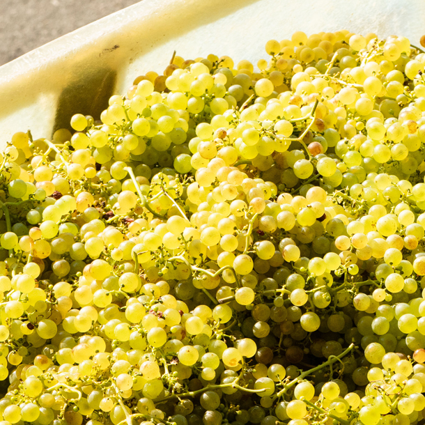 Grain de raisins de Chasselas des vignes de la Maison Henri Badoux à Aigle.
