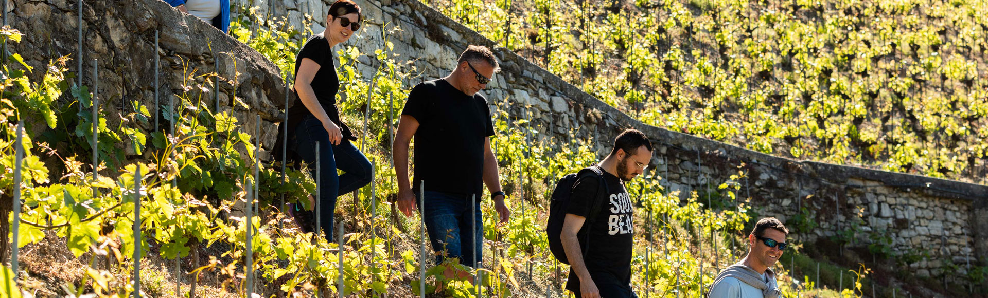 Randonnées dans le vignoble de la Maison Henri Badoux.